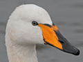 Whooper Swan